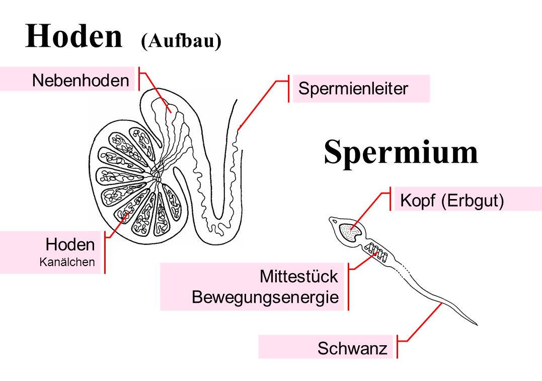 Ursachen für prostatakrebs